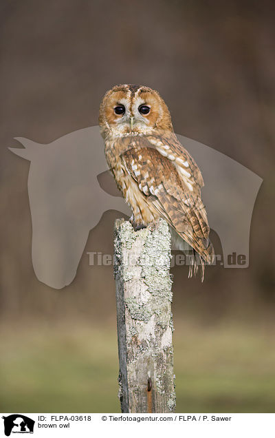 Waldkauz / brown owl / FLPA-03618