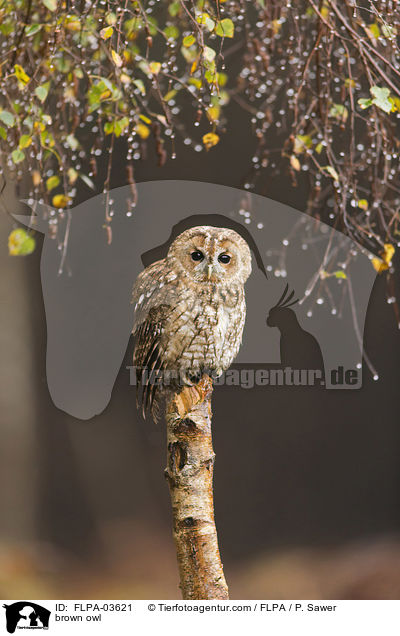 Waldkauz / brown owl / FLPA-03621