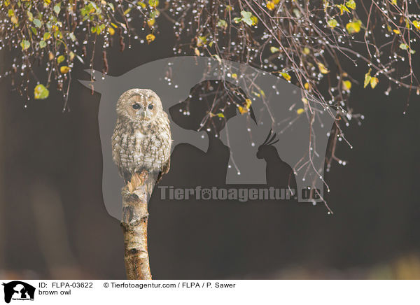Waldkauz / brown owl / FLPA-03622