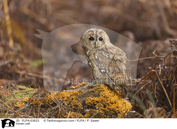 Waldkauz / brown owl / FLPA-03623