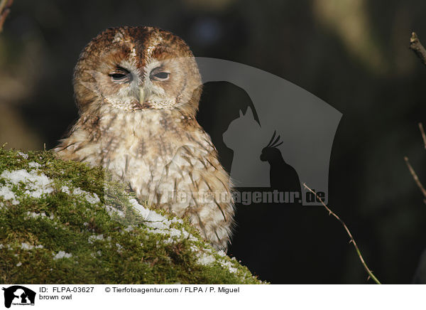 Waldkauz / brown owl / FLPA-03627