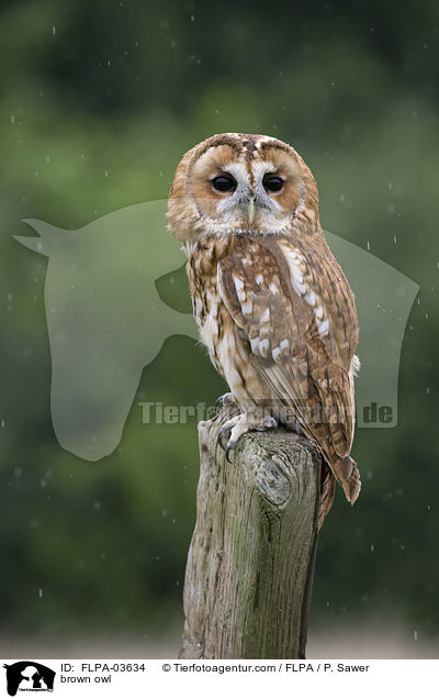 Waldkauz / brown owl / FLPA-03634