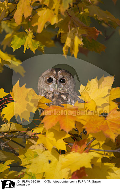 Waldkauz / brown owl / FLPA-03636