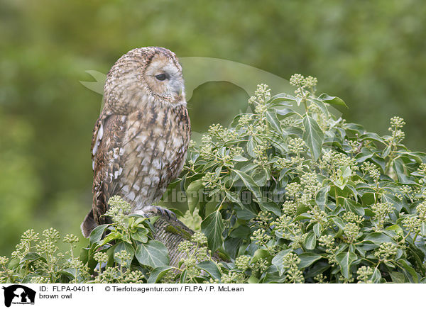 Waldkauz / brown owl / FLPA-04011