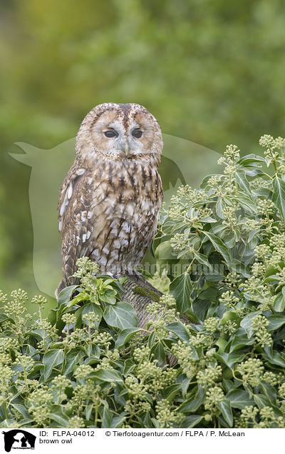 Waldkauz / brown owl / FLPA-04012