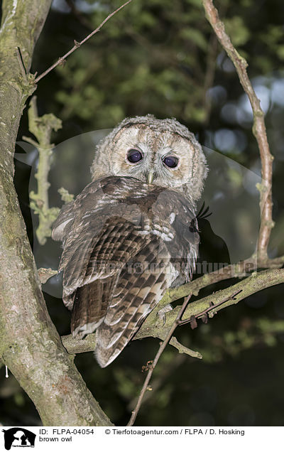 Waldkauz / brown owl / FLPA-04054