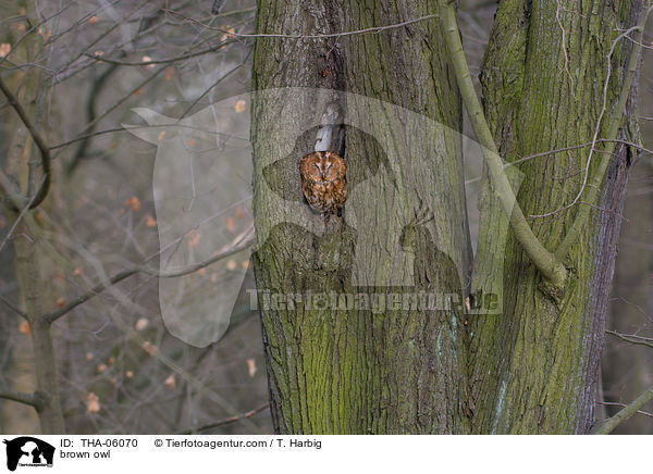 Waldkauz / brown owl / THA-06070
