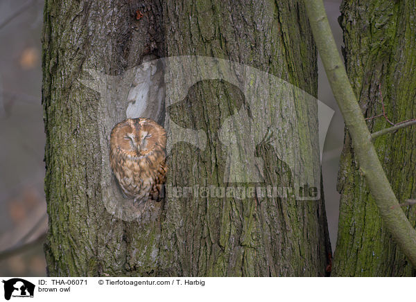 Waldkauz / brown owl / THA-06071
