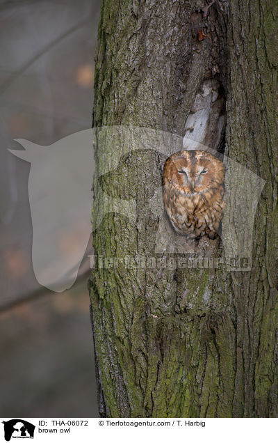 Waldkauz / brown owl / THA-06072