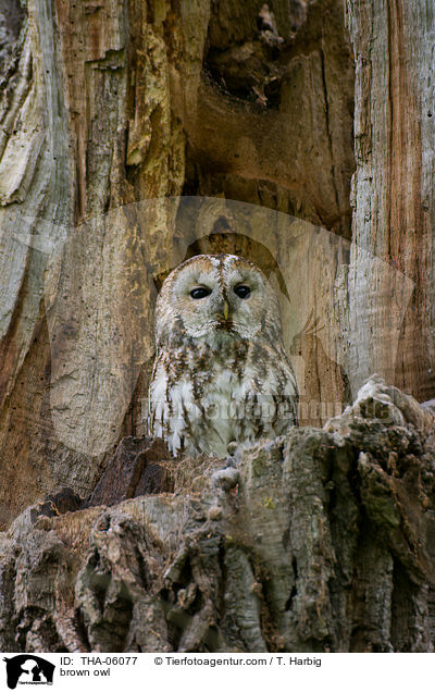 Waldkauz / brown owl / THA-06077