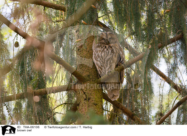 Waldkauz / brown owl / THA-06106