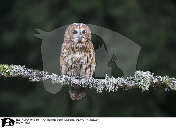 Waldkauz / brown owl / FLPA-04610