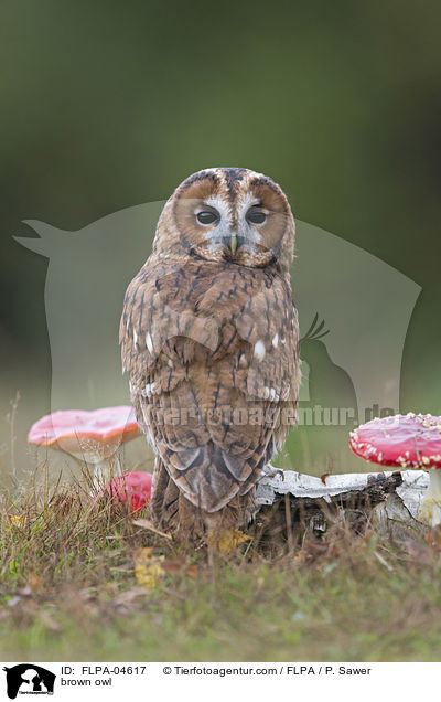 Waldkauz / brown owl / FLPA-04617