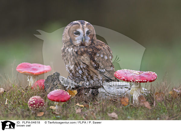 Waldkauz / brown owl / FLPA-04618