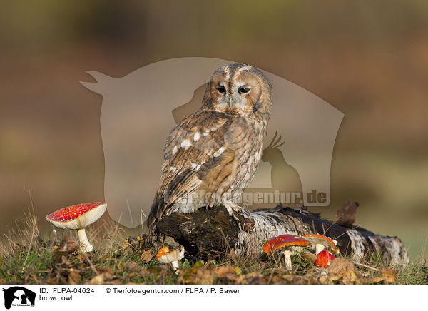 Waldkauz / brown owl / FLPA-04624