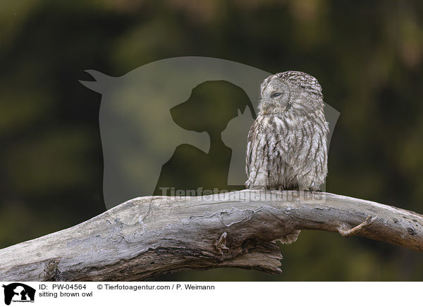 sitzende Waldkauz / sitting brown owl / PW-04564