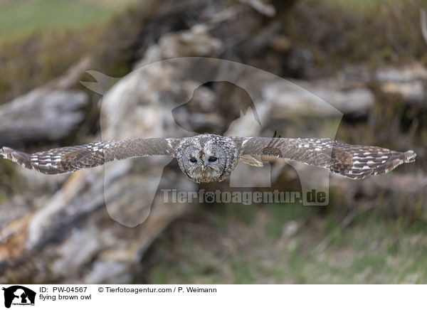 fliegender Waldkauz / flying brown owl / PW-04567