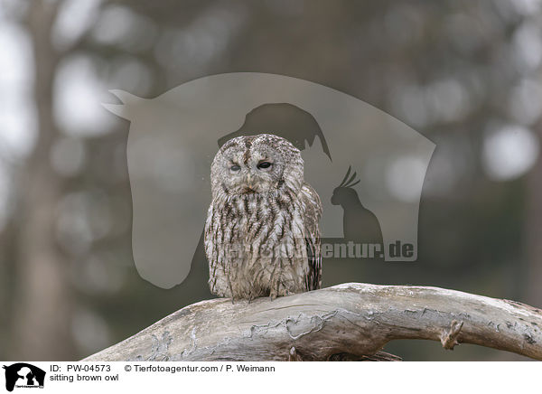 sitzende Waldkauz / sitting brown owl / PW-04573