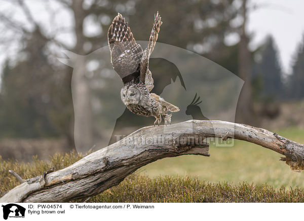 fliegender Waldkauz / flying brown owl / PW-04574