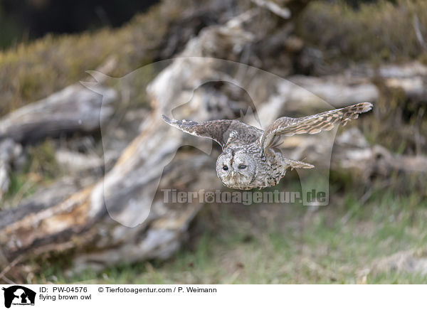 fliegender Waldkauz / flying brown owl / PW-04576