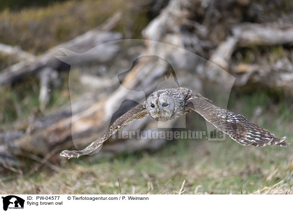 fliegender Waldkauz / flying brown owl / PW-04577
