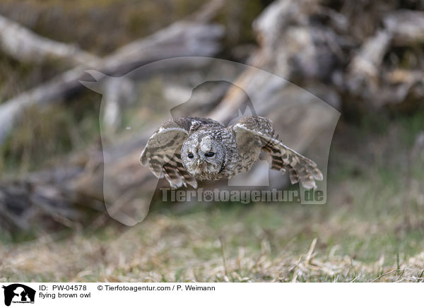 fliegender Waldkauz / flying brown owl / PW-04578