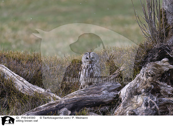 sitzende Waldkauz / sitting brown owl / PW-04580