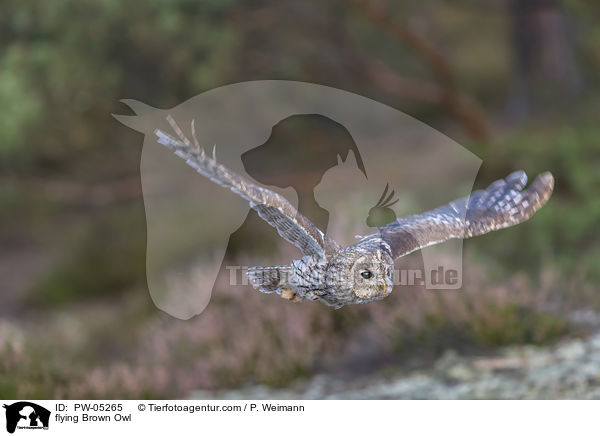 fliegender Waldkauz / flying Brown Owl / PW-05265