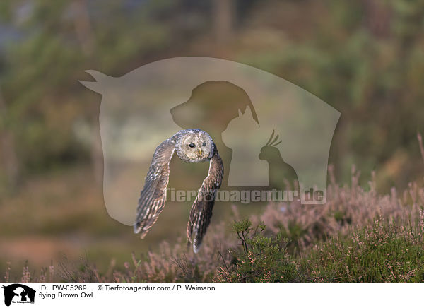 fliegender Waldkauz / flying Brown Owl / PW-05269