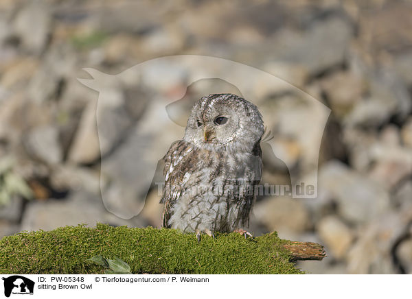 sitzender Waldkauz / sitting Brown Owl / PW-05348