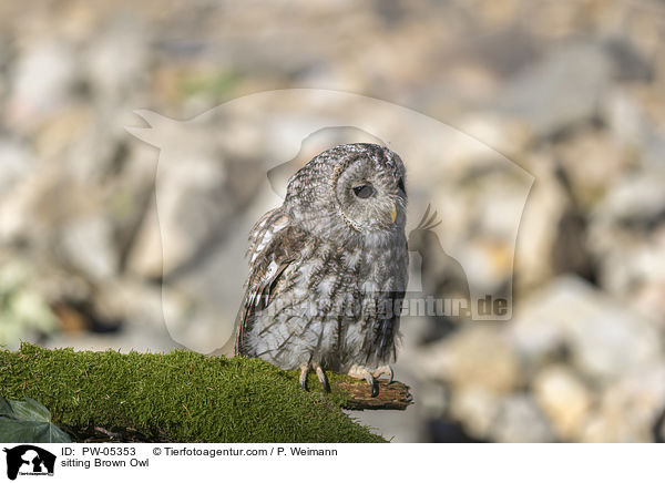sitzender Waldkauz / sitting Brown Owl / PW-05353
