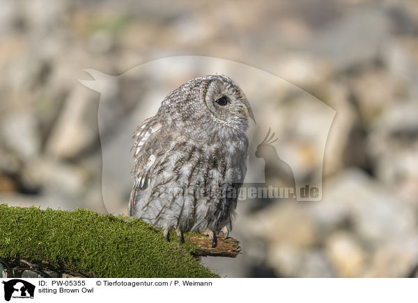 sitzender Waldkauz / sitting Brown Owl / PW-05355