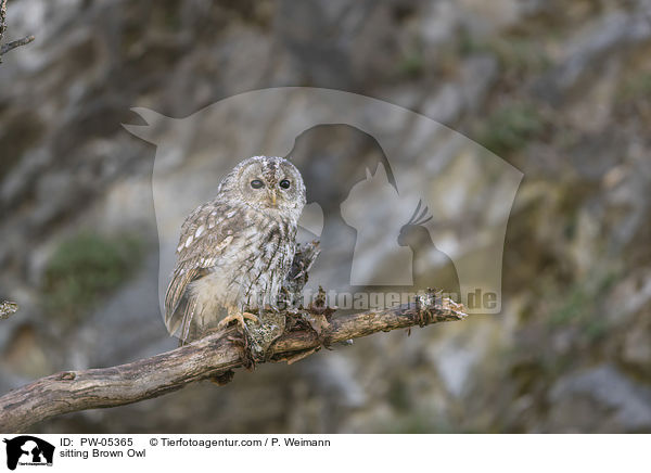 sitzender Waldkauz / sitting Brown Owl / PW-05365