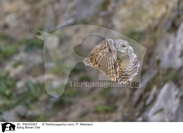 fliegender Waldkauz / flying Brown Owl / PW-05367