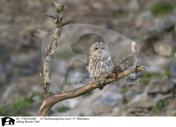 sitzender Waldkauz / sitting Brown Owl / PW-05368
