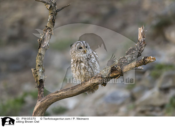 sitzender Waldkauz / sitting Brown Owl / PW-05370