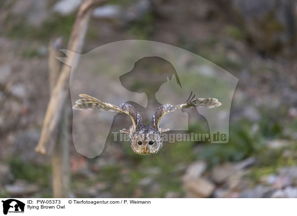 fliegender Waldkauz / flying Brown Owl / PW-05373