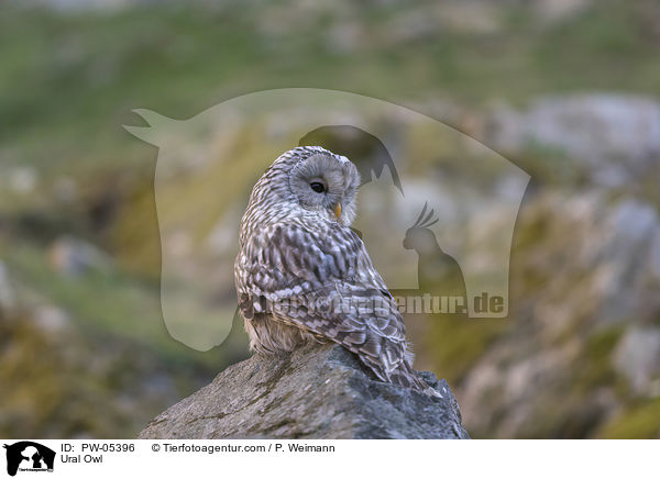 Habichtskauz / Ural Owl / PW-05396