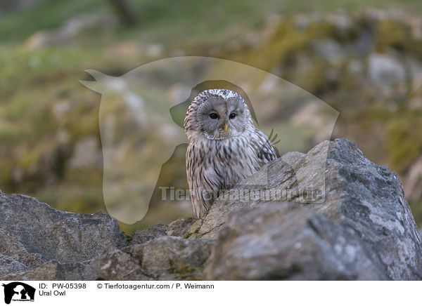 Habichtskauz / Ural Owl / PW-05398