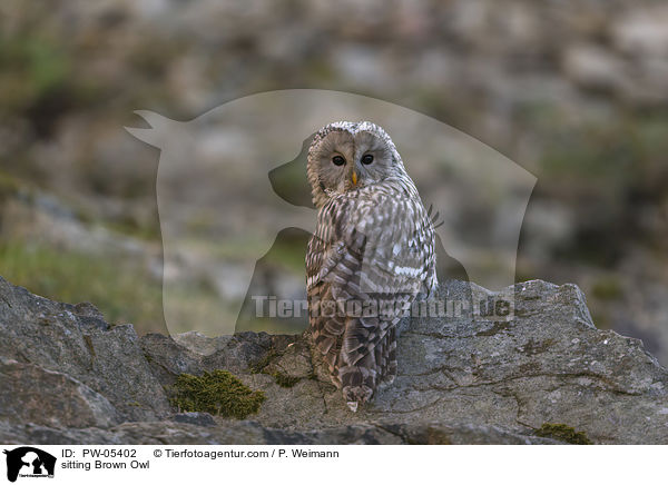 sitzender Waldkauz / sitting Brown Owl / PW-05402