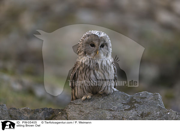 sitzender Waldkauz / sitting Brown Owl / PW-05405
