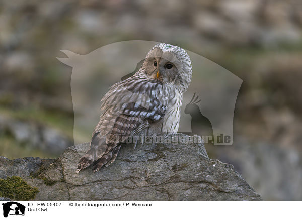 Habichtskauz / Ural Owl / PW-05407