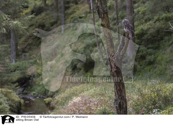 sitzender Waldkauz / sitting Brown Owl / PW-05408