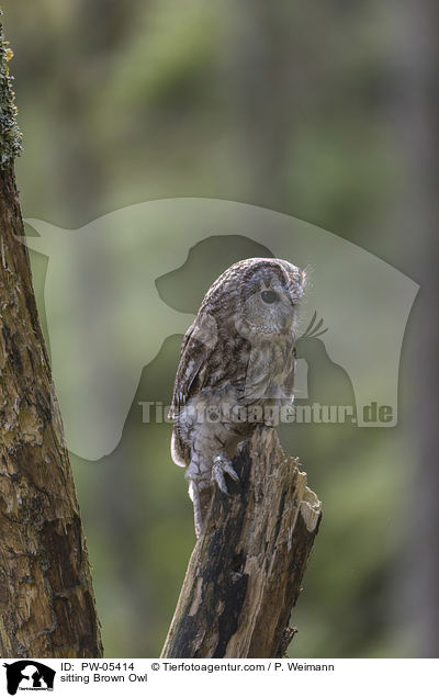 sitzender Waldkauz / sitting Brown Owl / PW-05414