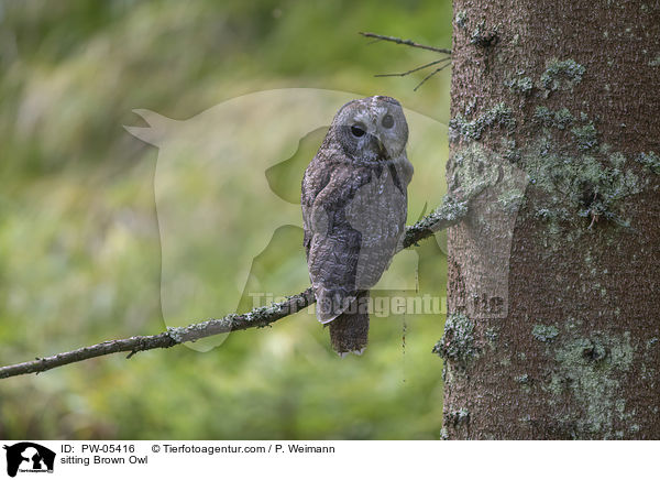sitzender Waldkauz / sitting Brown Owl / PW-05416