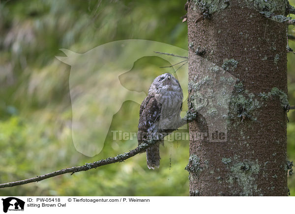 sitzender Waldkauz / sitting Brown Owl / PW-05418