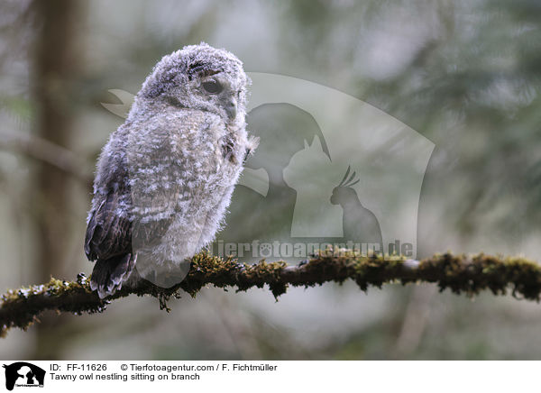 Waldkauz Nestling sitzt auf Ast / Tawny owl nestling sitting on branch / FF-11626