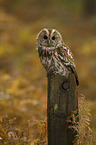 brown owl