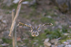 flying Brown Owl