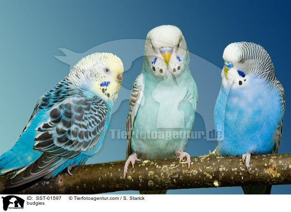 Wellensittiche / budgies / SST-01597